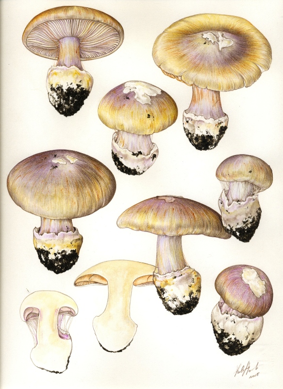 Cortinarius caerulescens ???